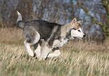 ALASKAN MALAMUTE 849